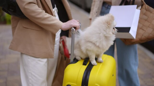 A cheerful Pomeranian dog sits atop a bright yellow suitcase as its owner gets ready for an exciting travel adventure
