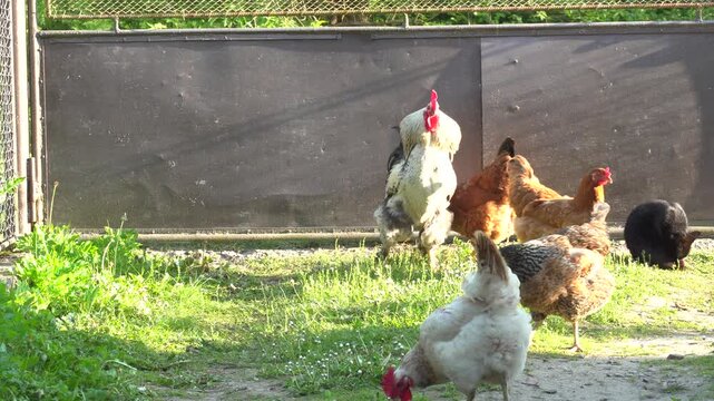 Cock and hens on the yard in the morning