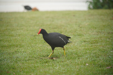 Gallinula galeata Bird 