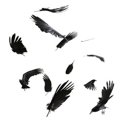 Obraz premium A collection of black birds with their wings spread out in the air