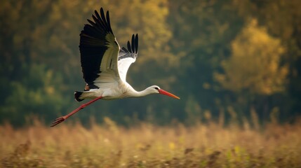 Obraz premium A stork flying low over a field, with its long legs trailing behind and wings beating steadily.