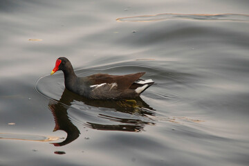 Gallinula galeata Bird at Lagoon 