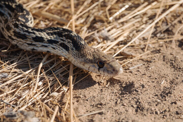 Gopher Snake close up.  Photograph taken in Simi Valley California. 