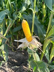 corn on the cob peeled and still on the stalk on the farm