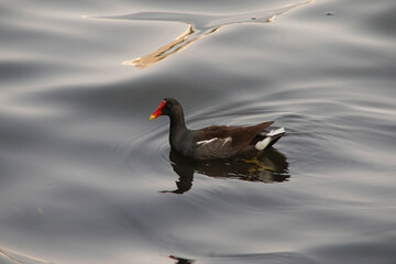 Gallinula galeata Bird at Lagoon 