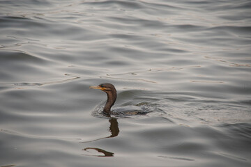 Nannopterum brasilianum bird on the water