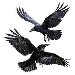 Obraz premium Two black birds flying in the sky