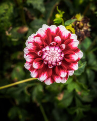 Red and white dahlia pinnata in garden
