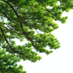 Obraz premium Lush green tree branches extending towards a bright sky, showcasing vibrant foliage and natural beauty.