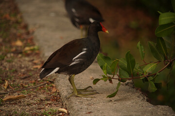 Gallinula galeata Bird at Lagoon 