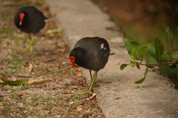Gallinula galeata Bird at Lagoon 