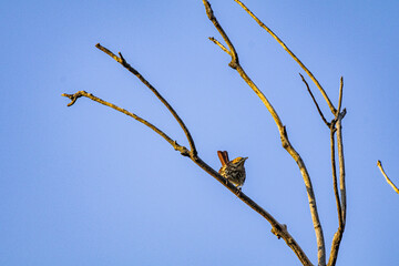 Brown Thrasher in a Tree