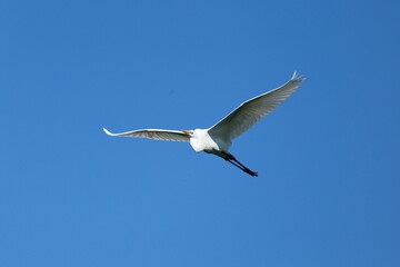 サギ　飛んでいる