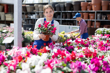 Gardening female worker in blue overall inspects young cyclamen plants after treatment with antifungal drugs. Care, supervision, fungicides