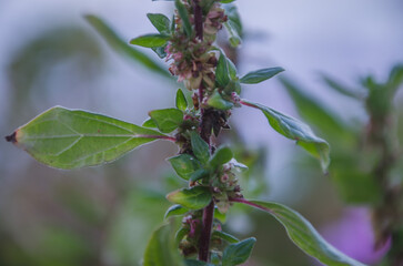flores y planta en la naturaleza