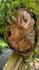 Coins Pushed into Tree Stump for Luck