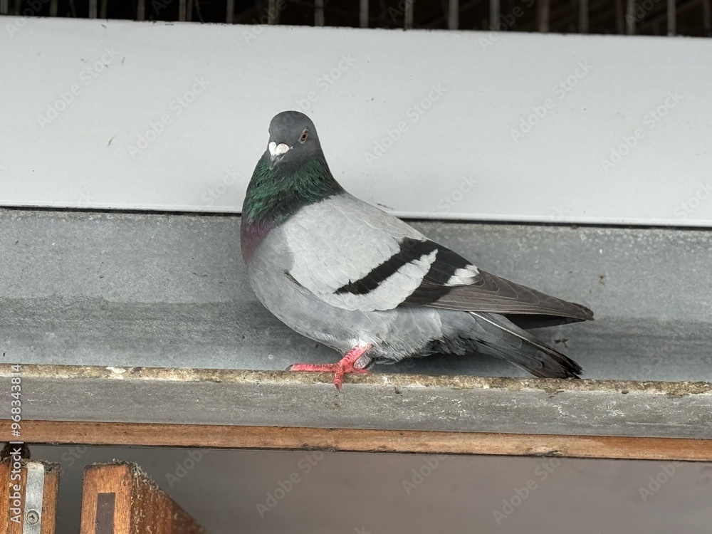 Wall mural pigeon on the wall 2024