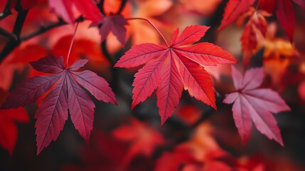Closeup of vibrant red maple leaves in autumn.