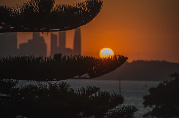 Sun leaning on tree with a city in the background at sunset