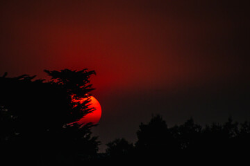 Sun leaning on tree with a city in the background at sunset