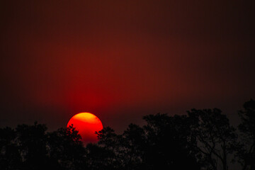 Sun leaning on tree with a city in the background at sunset