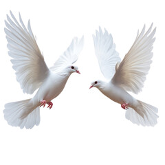 Obraz premium Two white birds flying in the air