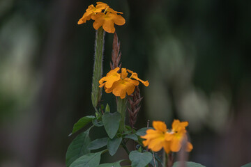 nature in budism temple