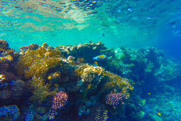 Fototapeta premium underwater world of coral reef in sharm el sheikh for background