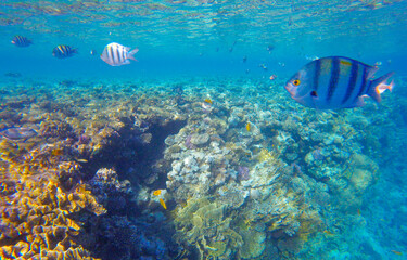 underwater world of coral reef in sharm el sheikh for background