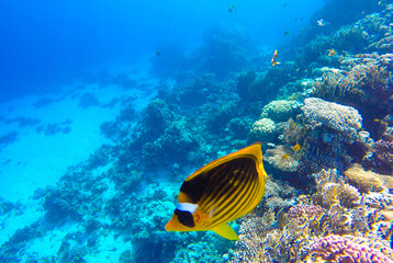 underwater world of coral reef in sharm el sheikh for background