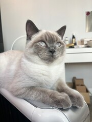 cat on the window sill