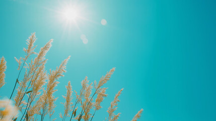 Dry grass swaying under the summer sun against a turquoise sky