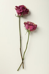 Obraz premium Two pink dried roses on white background, top view