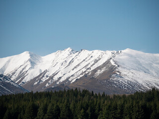 New Zealand snow covered mountains and pine plantation