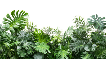 Obraz premium A lush green jungle with a white background
