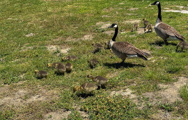 Family of geese with tiny babies