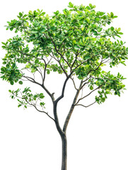 Obraz premium A tree with green leaves is standing alone on a white background