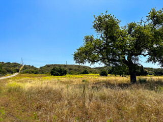 California Road Trippin - Luscious Landscapes and Mountains