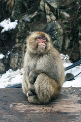 Snow Monkeys Kambayashi Onsen Japan
