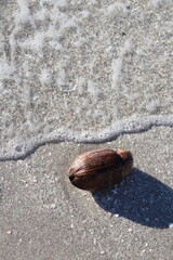 coconut on beach