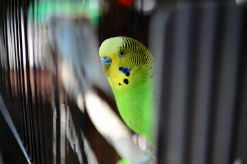 Bird in Cage