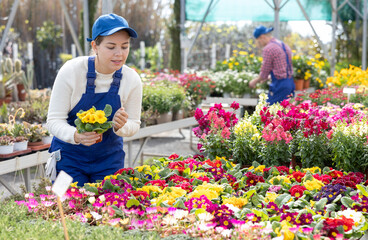 Young female flower shop worker changes arrangement of pots with primrose and improves appearance...
