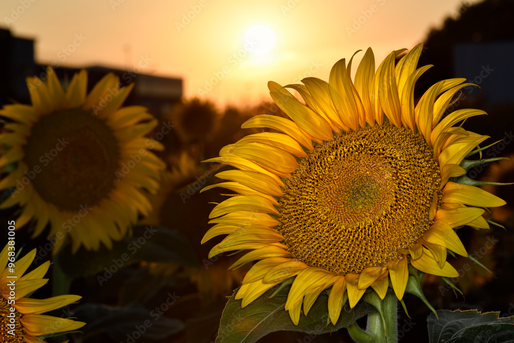 Wall mural the concept of beauty sunflowers