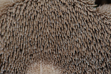 Wild sarcodon imbricatus,edible mushroom in forest of China