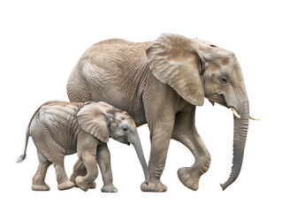 Fototapeta premium A Baby African forest elephant happily follows mother, a display of familial bond.
