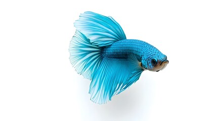 Obraz premium Regal Betta Fish Gliding with Iridescent Grace in White Space