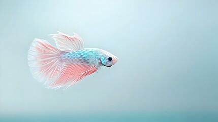 Fototapeta premium Betta Fish s Teal and Purple Gradient Fins in Elegant Underwater Close up