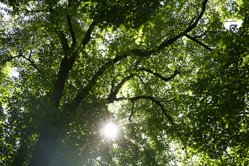 Branches of beautiful trees with green leaves outdoors, bottom view