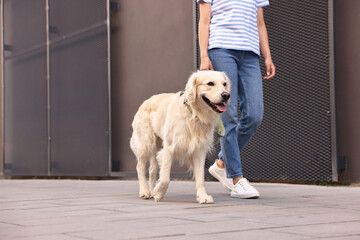 Owner walking with cute Golden Retriever dog outdoors, closeup. Space for text