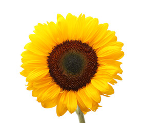Obraz premium One beautiful sunflower with bright petals isolated on white